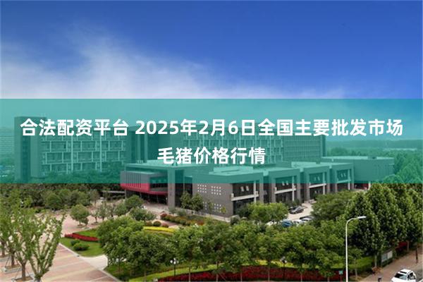 合法配资平台 2025年2月6日全国主要批发市场毛猪价格行情